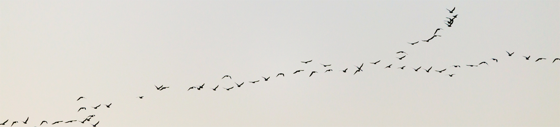 Vogelflug